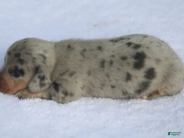 Dachshund dogs for sale: Reverse Blue and Tan Dapple Male - Ad 2