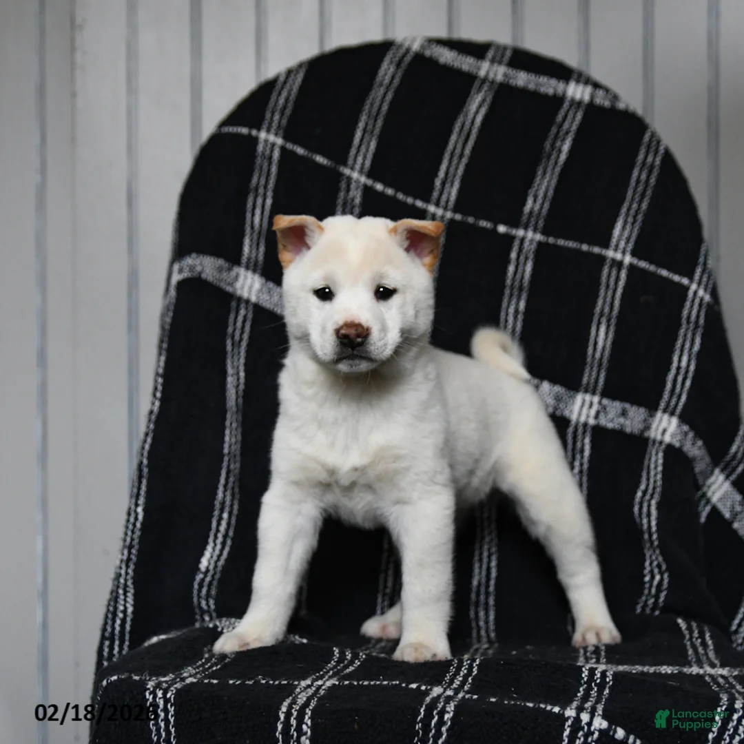 Shiba Inu dogs for sale: Spirit - Ad 4