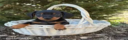 Dachshund dogs for sale: Vay - Ad 2