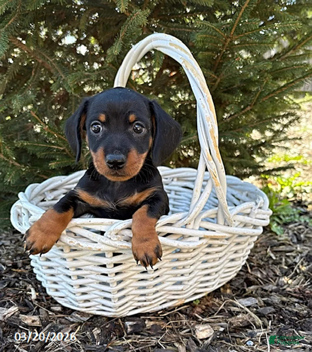 Dachshund dogs for sale: Vay - Ad 2