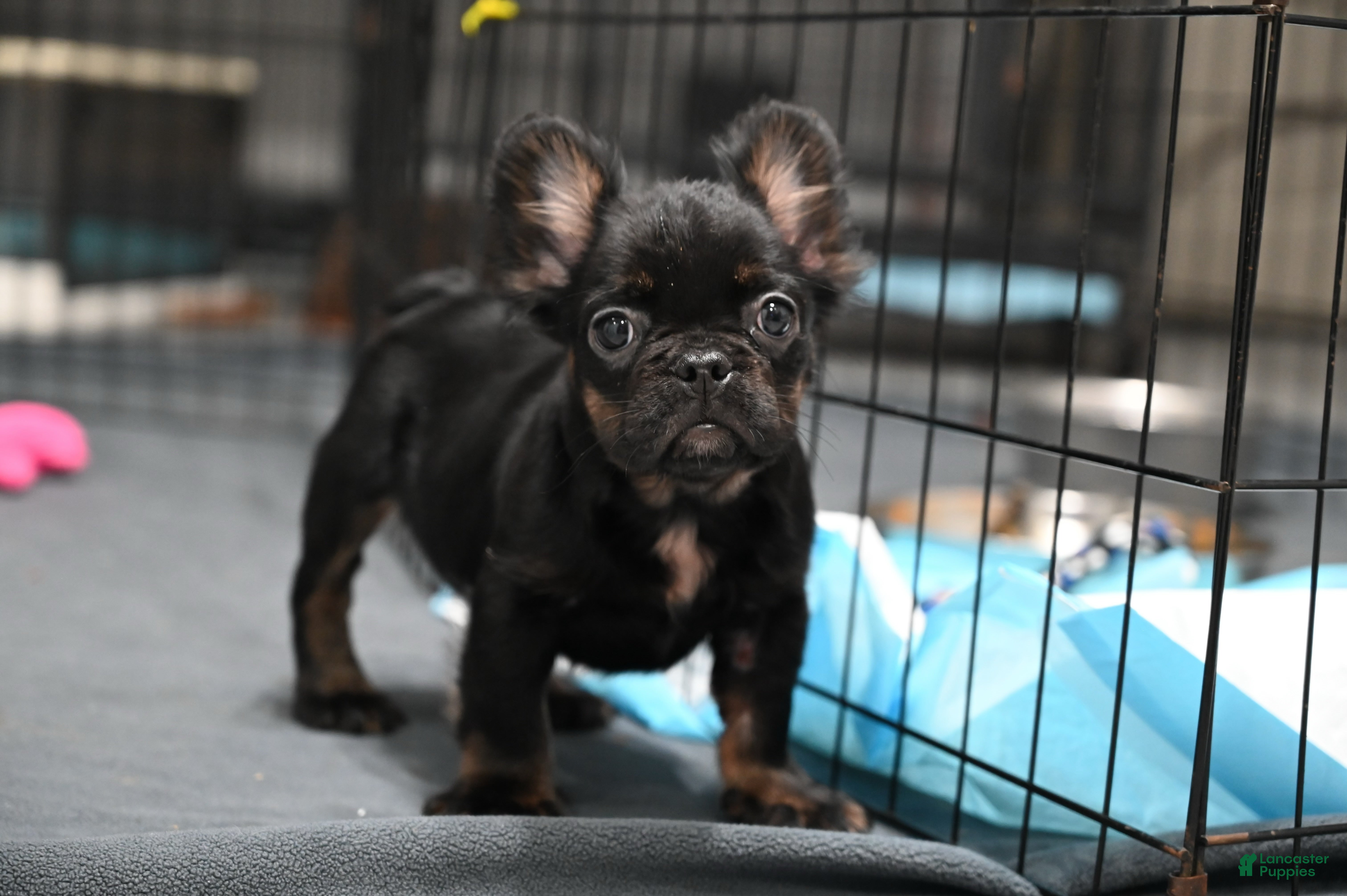 French Bulldog dogs Lillian - Ad 1