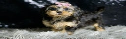 Yorkiepoo dogs for sale: Daphne - Ad 7