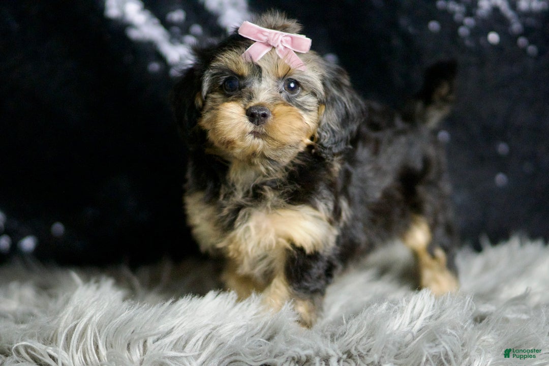 Yorkiepoo dogs for sale: Daphne - Ad 7