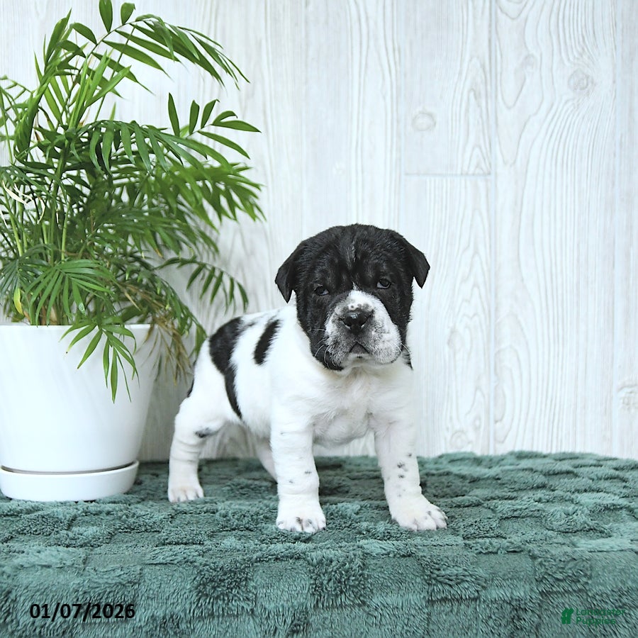 Mini Hippo dogs Gus - Ad 3