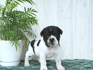 Mini Hippo dogs Gus - Ad 3