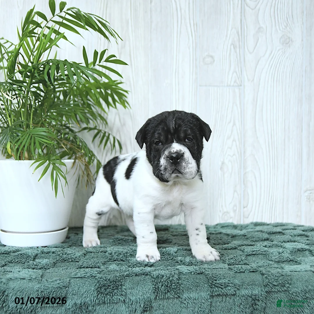 Mini Hippo dogs for sale: Gus - Ad 6