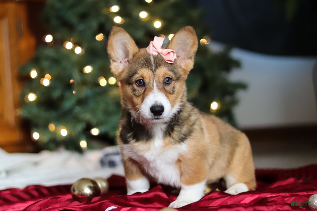 Welsh Corgi Pembroke dogs for sale: Candy - Ad 12