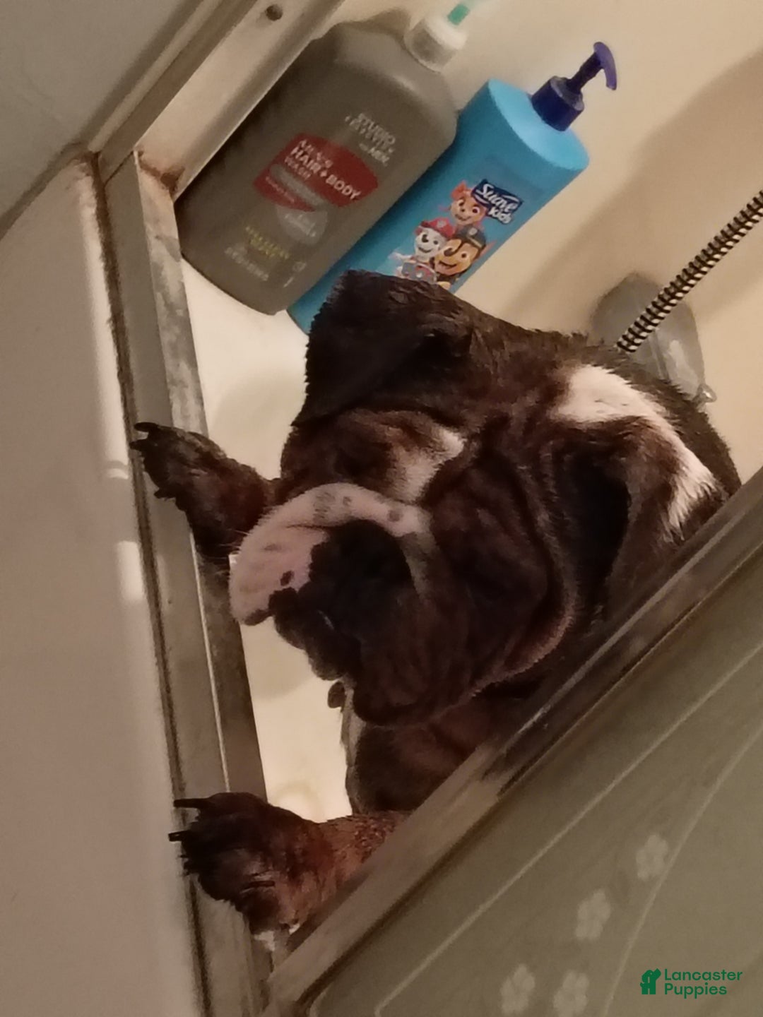 English Bulldog dogs for sale: Mila - Ad 5