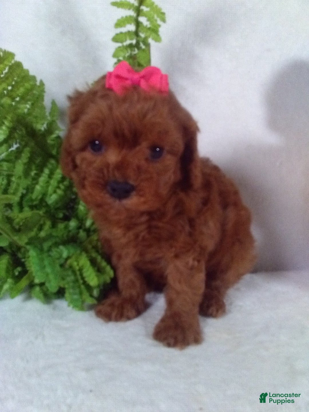 Cavapoo dogs for sale: Jana - Ad 1