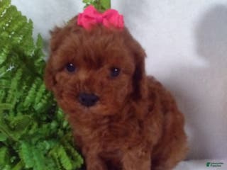 Cavapoo dogs Jana - Ad 39