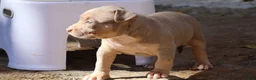 American Bully dogs for sale: Tampa - Ad 6