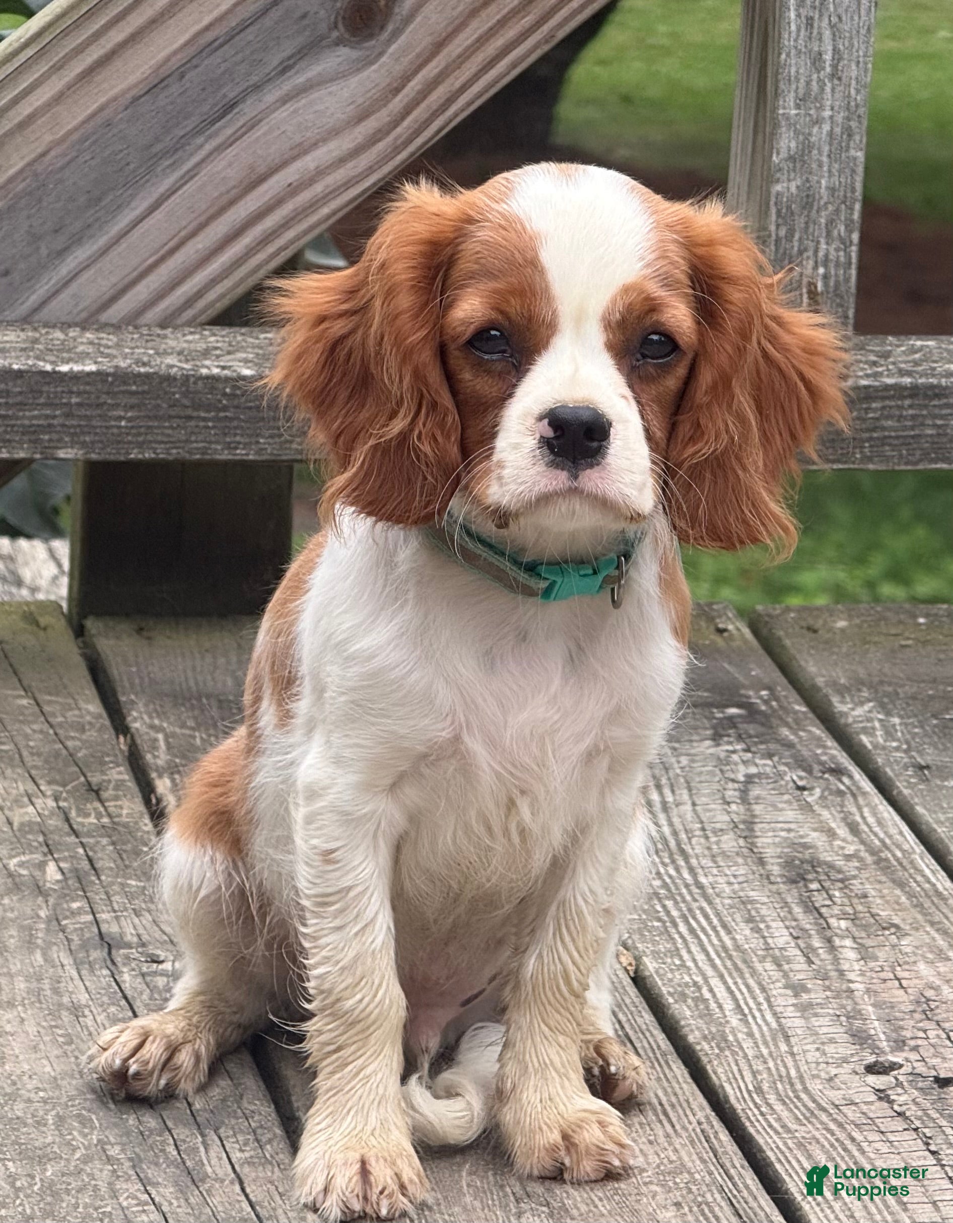 Cavalier King Charles Spaniel dogs Rusty - Ad 2