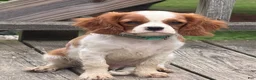 Cavalier King Charles Spaniel dogs for sale: Rusty - Ad 2