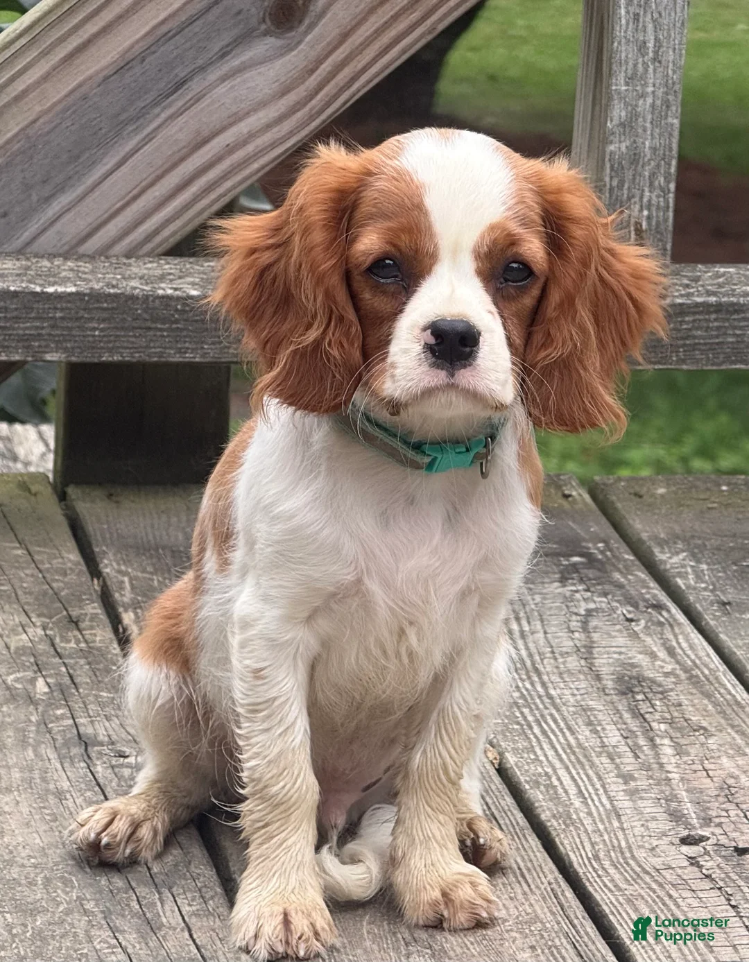 Cavalier King Charles Spaniel dogs for sale: Rusty - Ad 2
