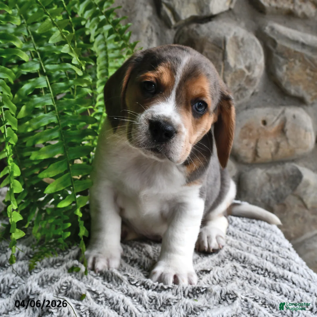 Mixed Breed dogs for sale: Tulip - Ad 2
