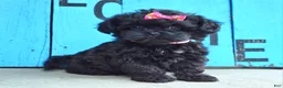 Shihpoo dogs for sale: Samantha  - Ad 8