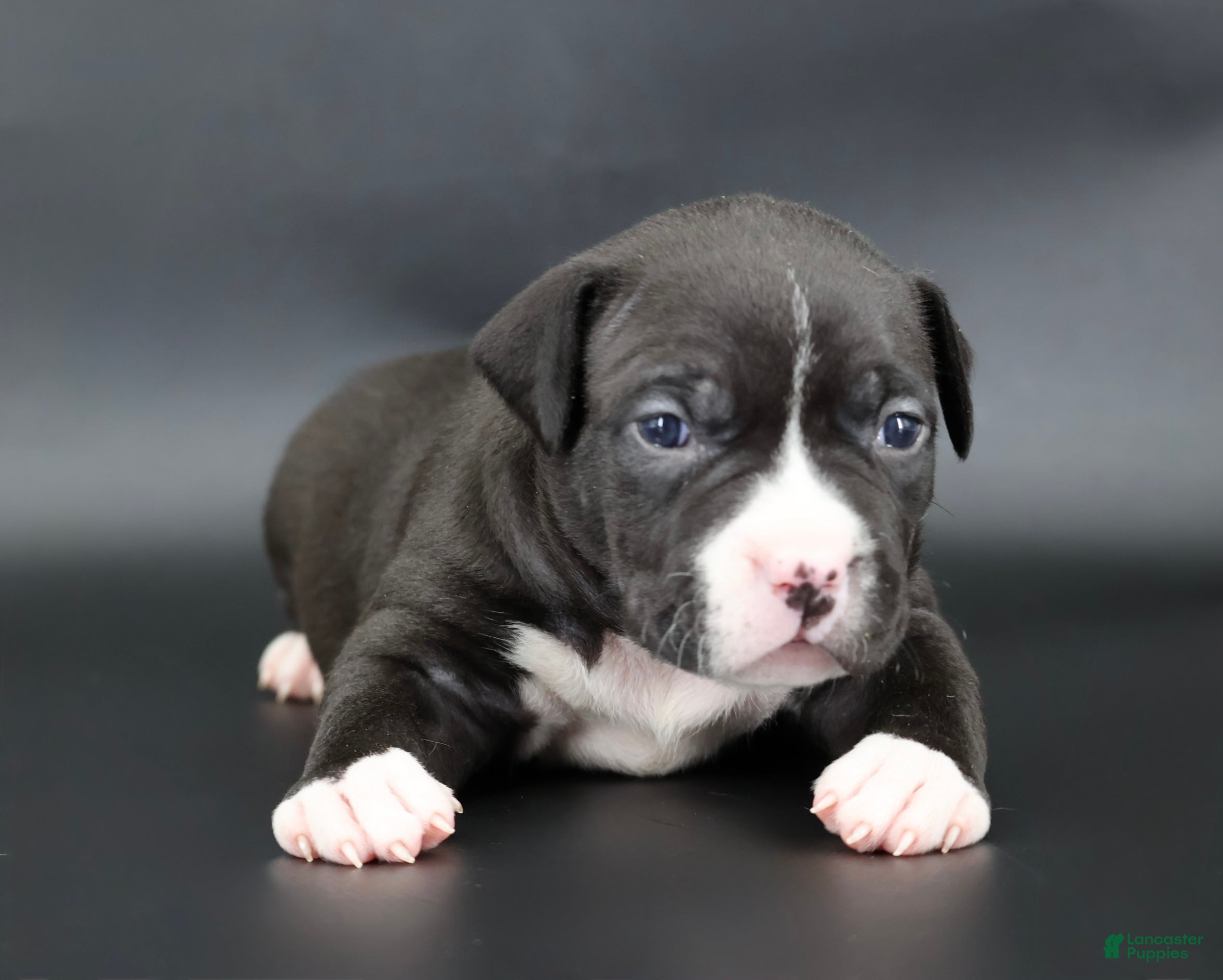 American Bully dogs Pearl - Ad 42