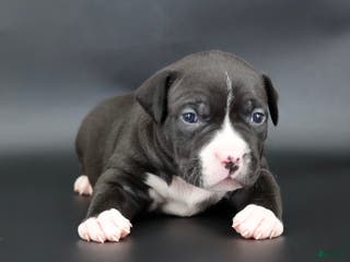 American Bully dogs Pearl - Ad 42