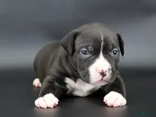 American Bully dogs Pearl - Ad 39