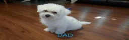 Maltipoo dogs for sale: Daisy - Ad 22