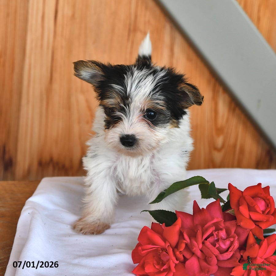 Mixed Breed dogs Ruby - Ad 2
