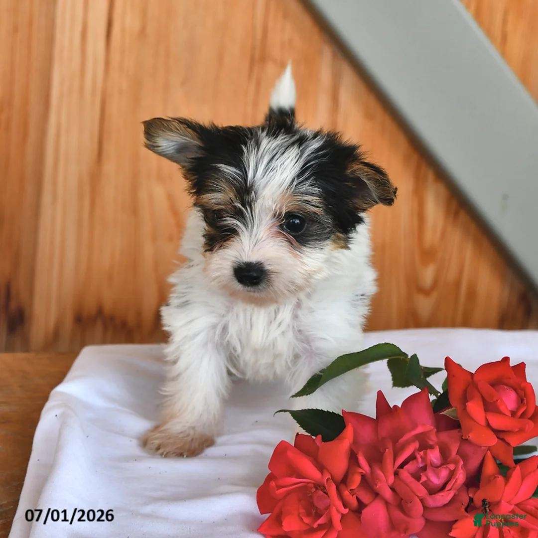 Mixed Breed dogs for sale: Ruby - Ad 2