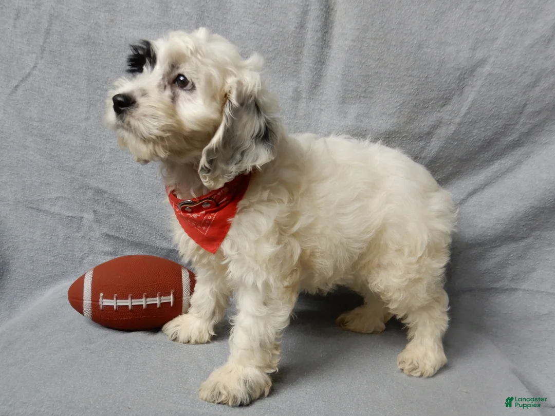 Cockapoo dogs for sale: Snoopy - Ad 2