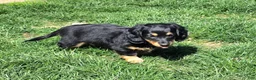 Dachshund dogs for sale: Johnny Jay - Ad 3