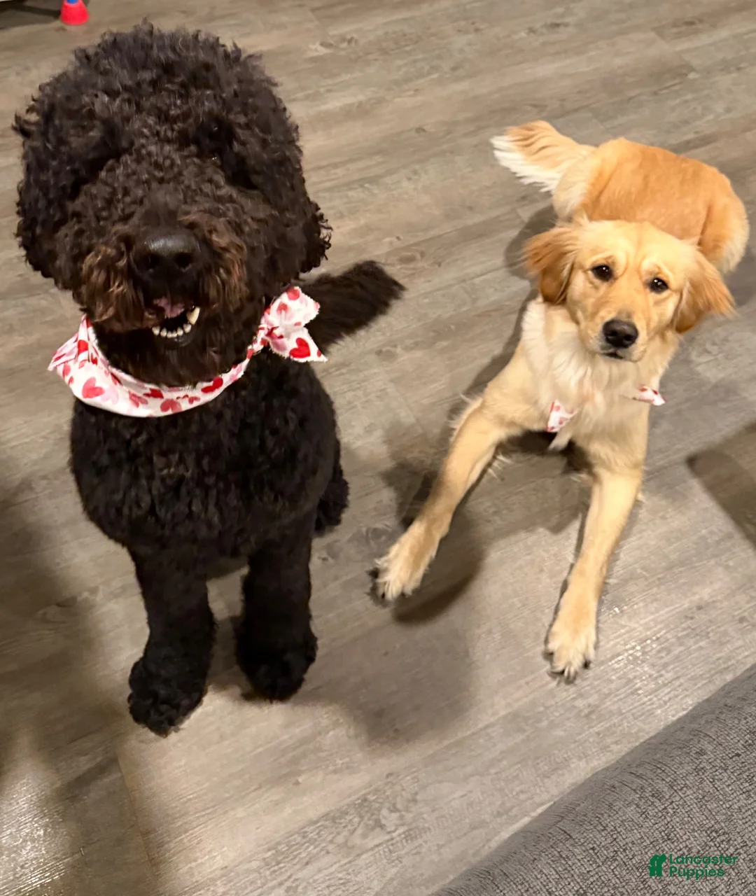 Goldendoodle dogs for sale: Goldendoodle 4 - Ad 4