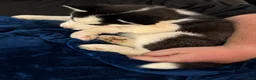 Siberian Husky dogs for sale: Princess Nox - Ad 32