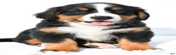 Bernese Mountain Dog dogs for sale: Peggy - Ad 3