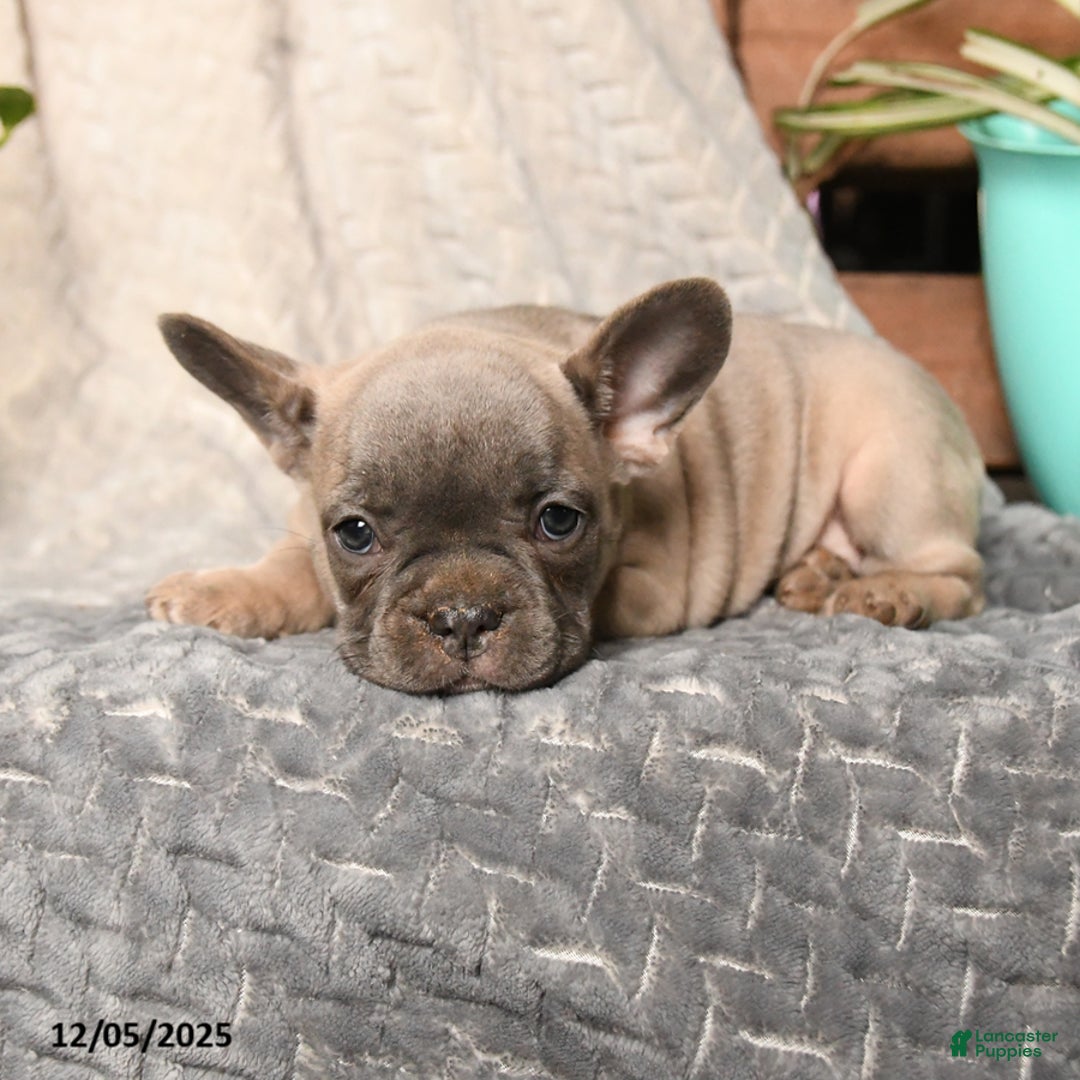 French Bulldog dogs for sale: Nougat - Ad 4