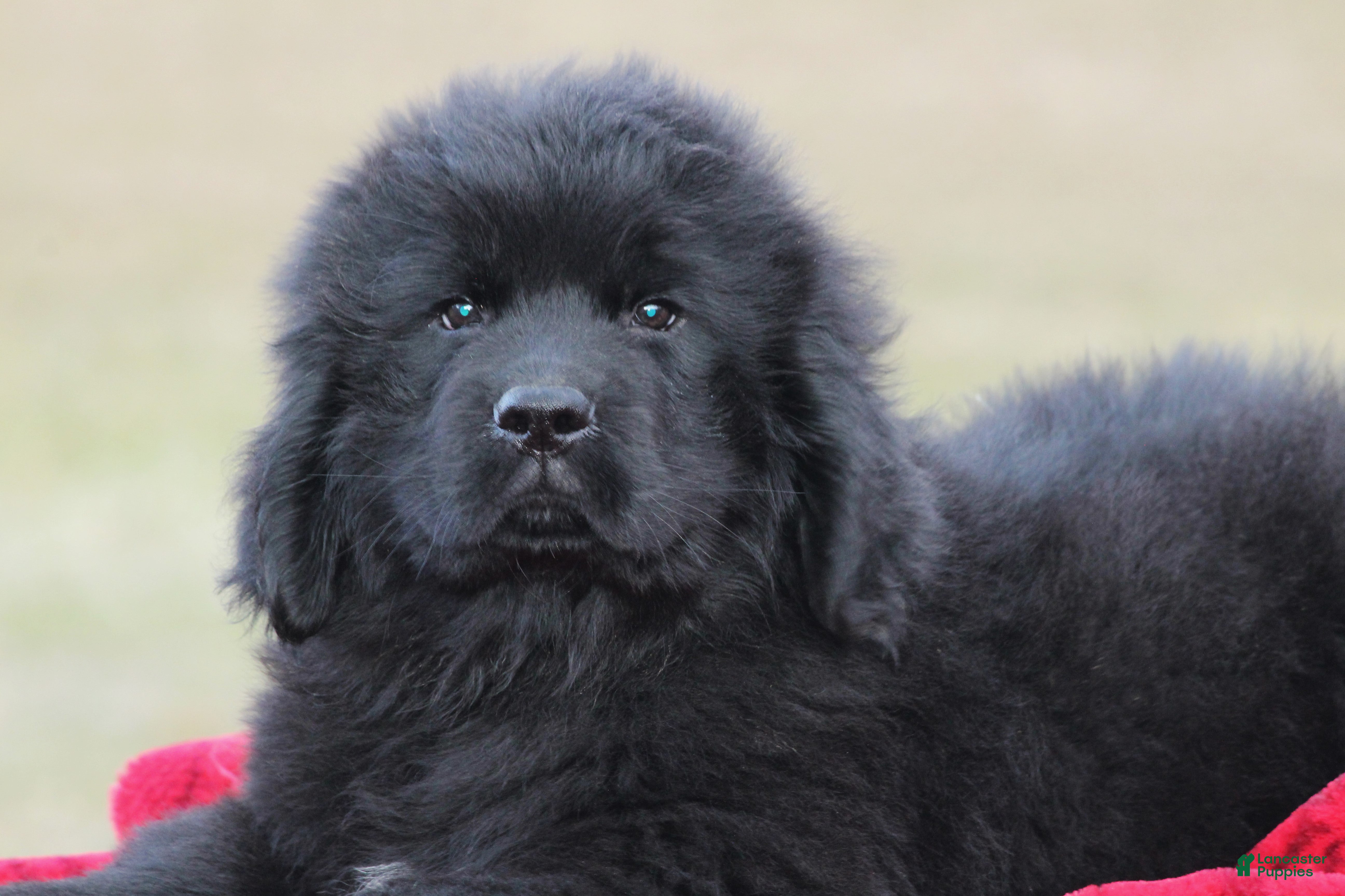 Newfoundland dogs Indi-pending - Ad 4