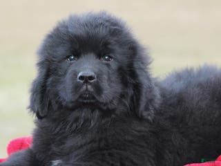 Newfoundland dogs Indi-pending - Ad 4
