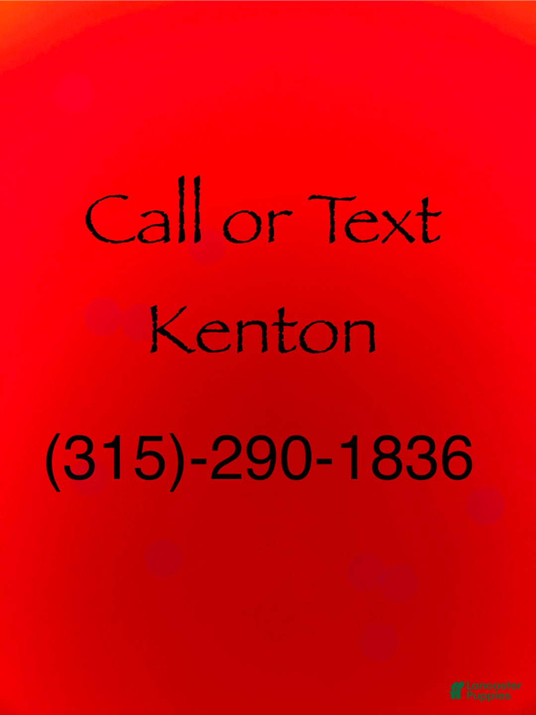 Labrador Retriever dogs for sale: Labrador Retriever Puppy 2 - Ad 6