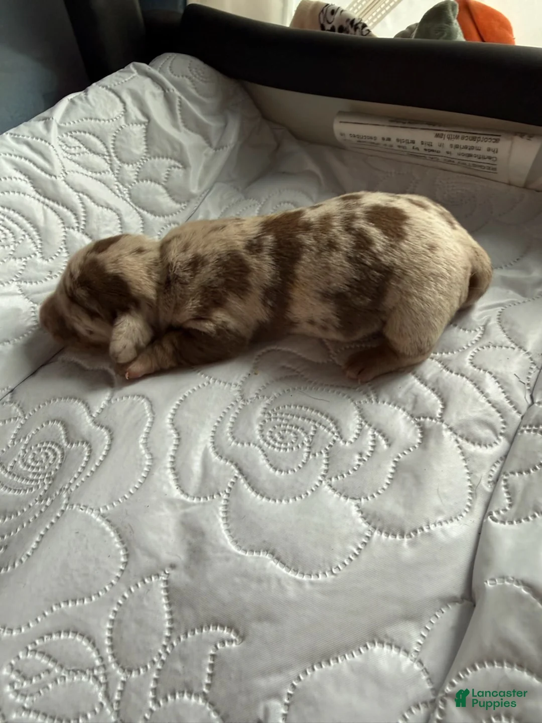 Miniature Dachshund dogs for sale: Liberty - Ad 3