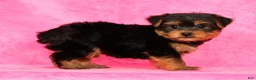 Yorkshire Terrier dogs for sale: Benji - Ad 8