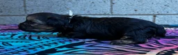 Yorkiepoo dogs for sale: Chaz - Ad 5