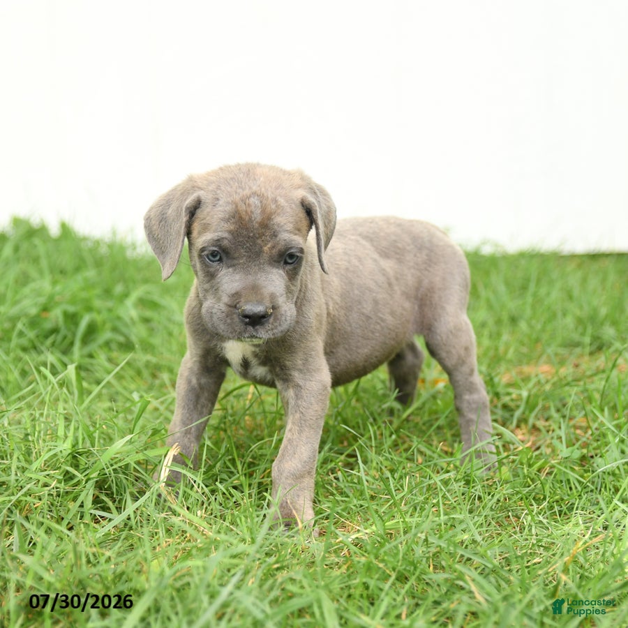 Cane Corso dogs Royal - Ad 2