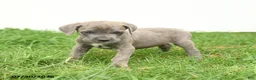 Cane Corso dogs for sale: Royal - Ad 7