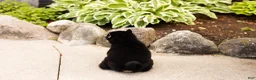 Shiba Inu dogs for sale: Milo  - Ad 6