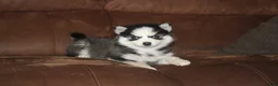 Pomsky dogs for sale: Emma READY NOW  - Ad 6