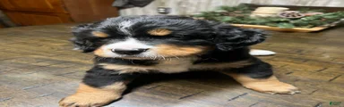 Posie