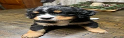 Bernese Mountain Dog dogs for sale: Posie - Ad 1