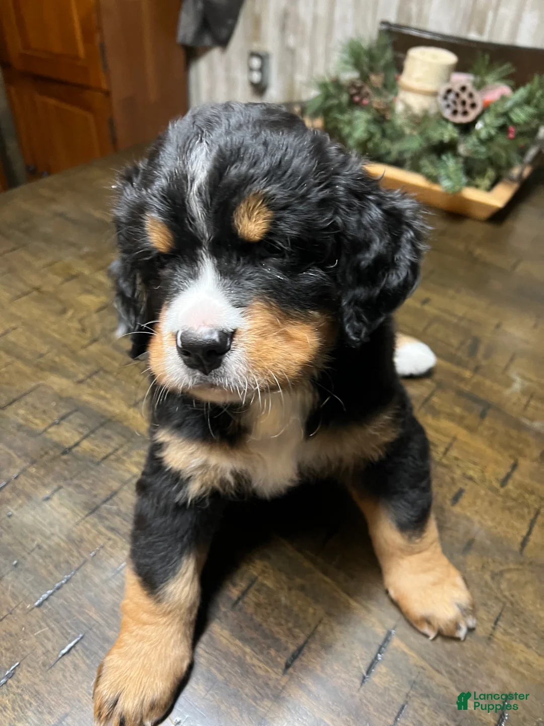 Bernese Mountain Dog dogs for sale: Posie - Ad 1