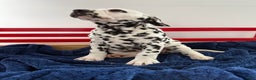 Dalmatian dogs for sale: Tessa - Ad 14