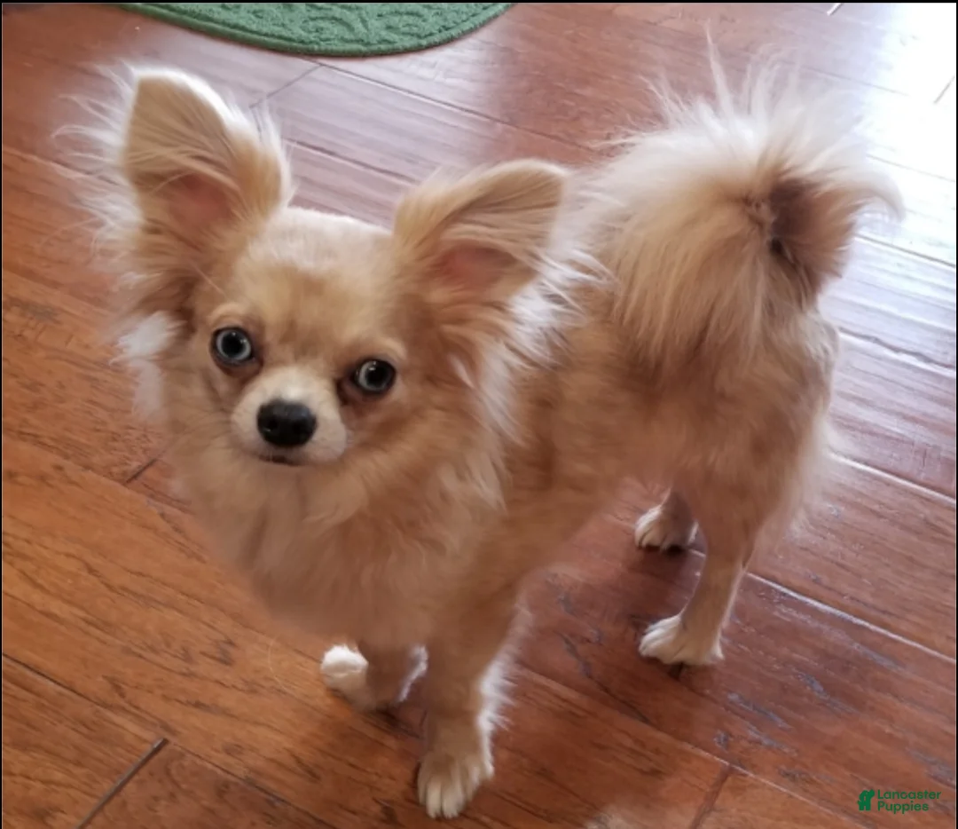 Chihuahua dogs for sale: Chihuahua Puppy 1 - Ad 4