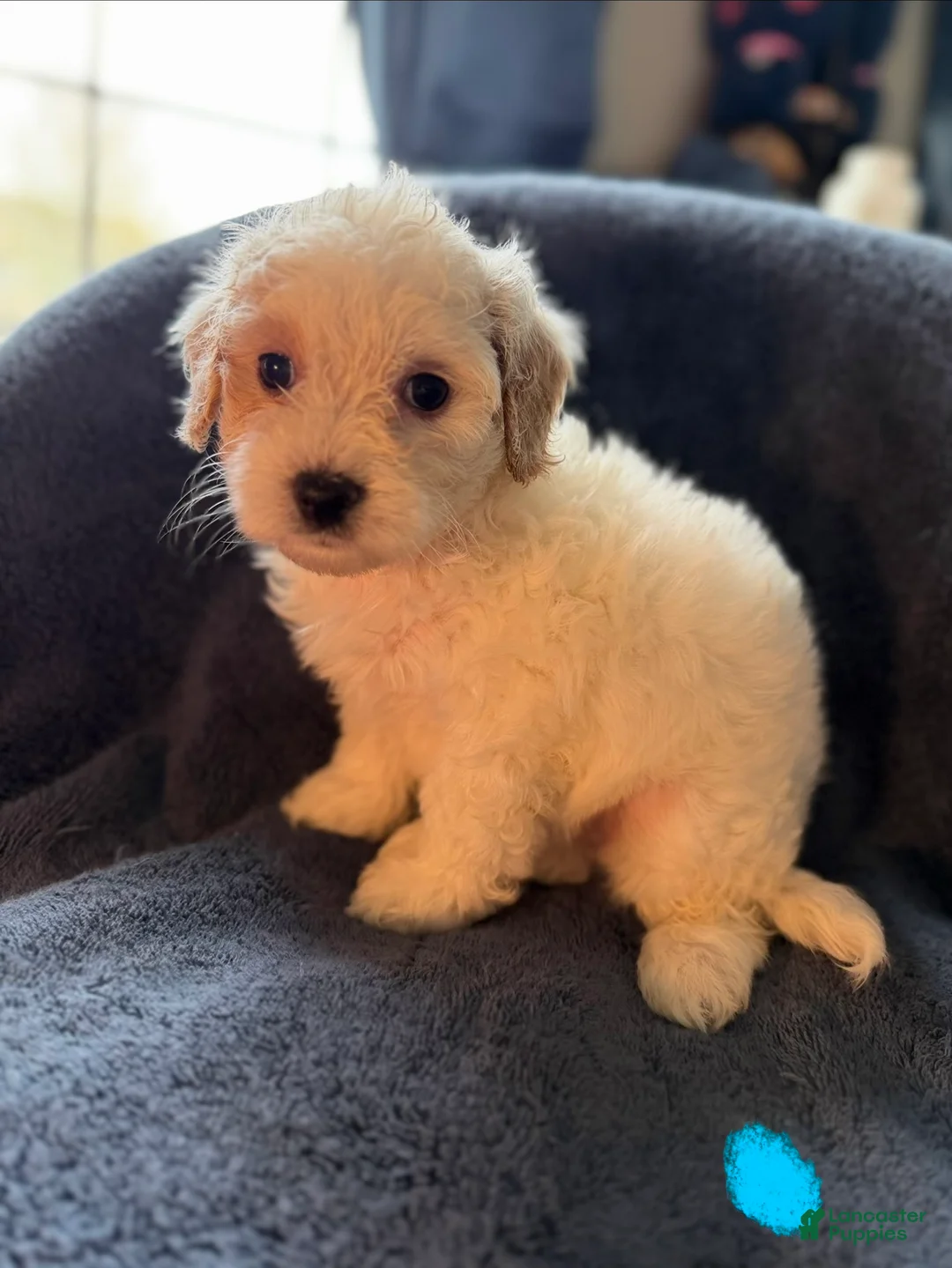 Havapoo dogs for sale: Polar - Ad 1