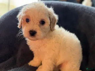 Havapoo dogs Polar - Ad 37