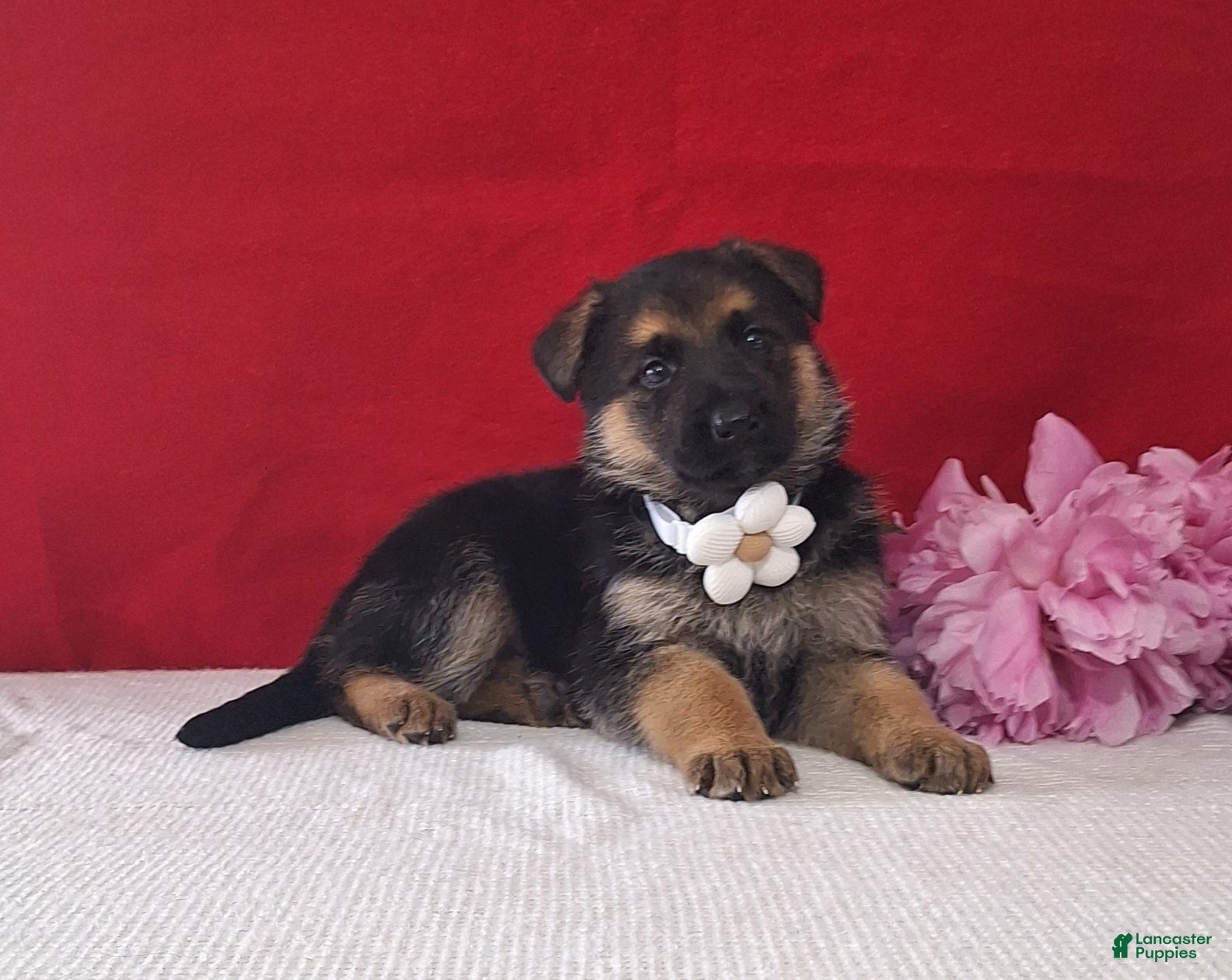 German Shepherd dogs for sale: Liliosa - Ad 3